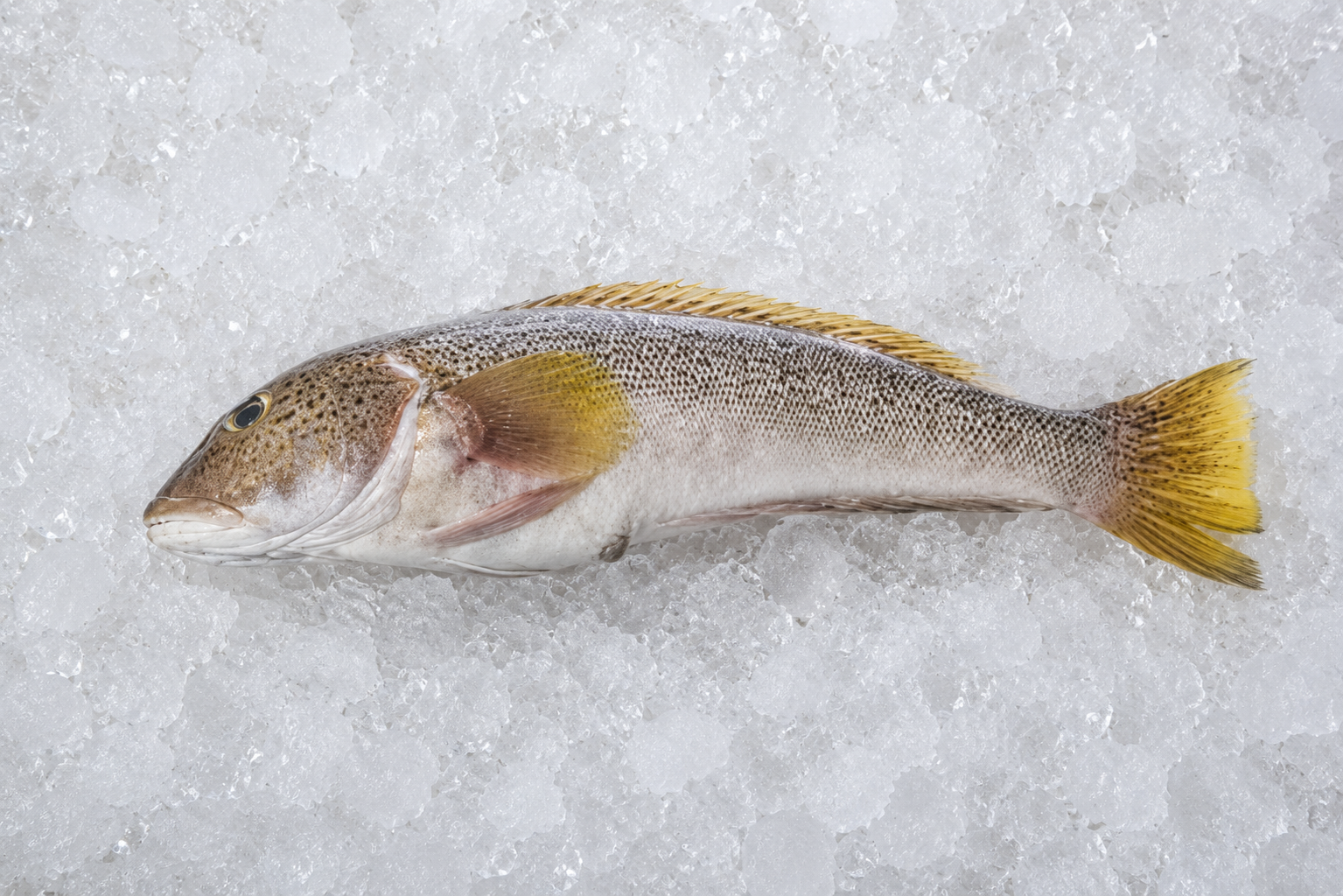 Salmón Blanco